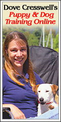 Online Dog Training